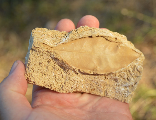Amazing rare fossil - &,