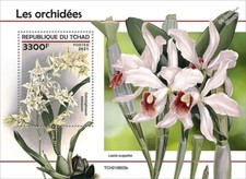 ORCHIDS / Orchid Wild Flowers