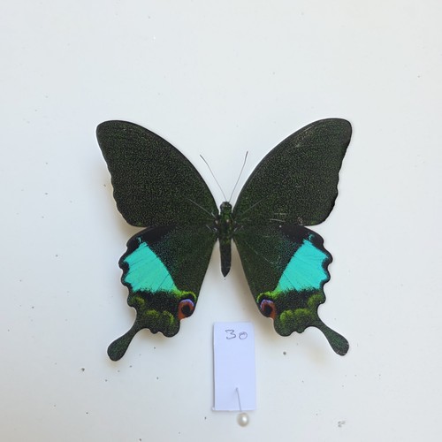 Papilio karna set - papilio,