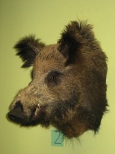 Wild boar head (no. 2)