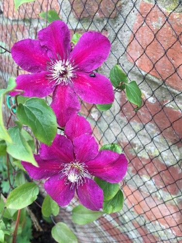 Seeds clematis - 25,