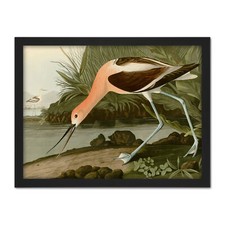 Audubon birds america american - birds,