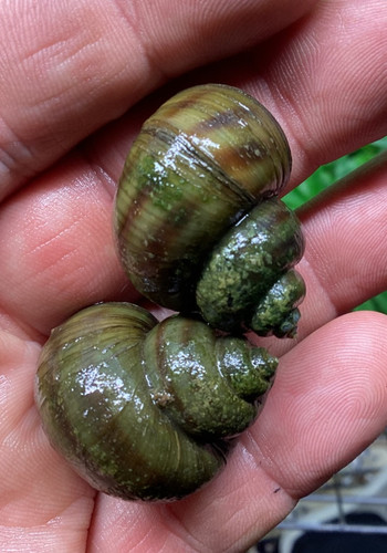 Large mystery snail - snail, asian