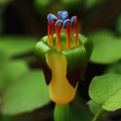 Fuchsia procumbens creeping - fuchsia,