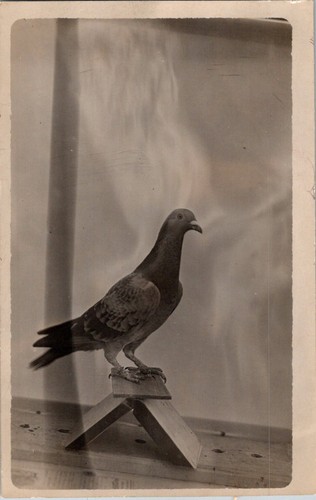 Racing homing pigeon - homing, swift