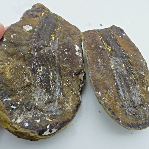 Fossil wood large nodule - fossil, in
