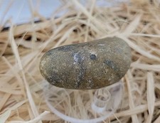 Real Permineralized Bird Egg