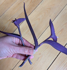 2x Tradescantia Pallida Purple