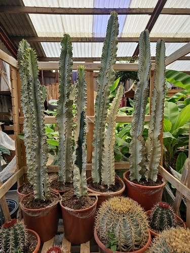 Euphorbia mamorata cactus - x,
