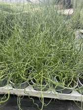 Hardy Ornamental Grass Juncus