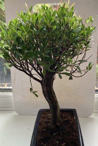 Brush cherry syzygium bonsai - brush,