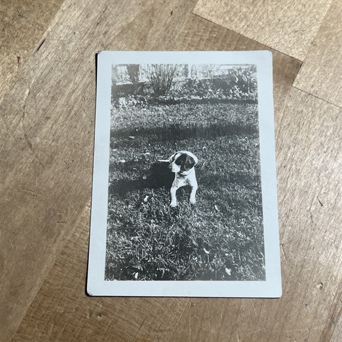 Vintage snapshot photo beagle - vintage,