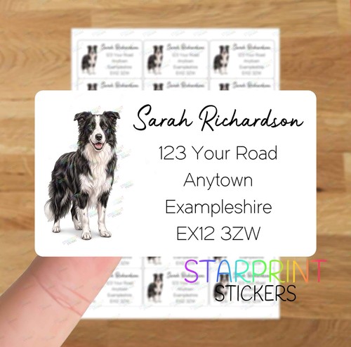 Border collie dog - collie,