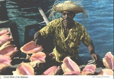 Bahamas Conch Shells Man John
