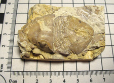 Ordovician Homotelus