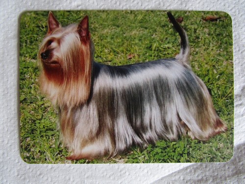 Dog swap card - swap, card~modern