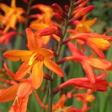 Montbretia Crocosmia 100 bulbs