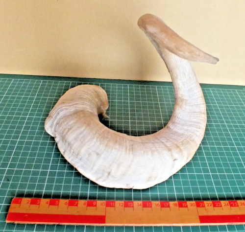 Welsh sheep horn ram ideal - sheep,