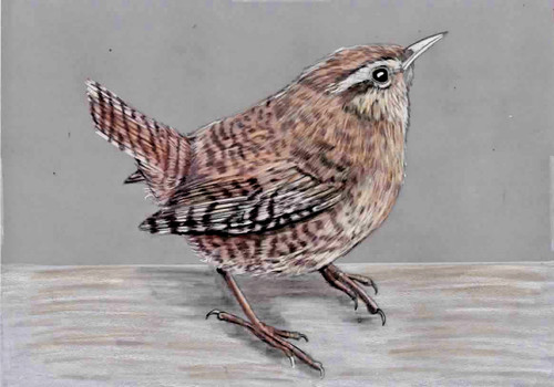 Original colour pencil - , artwork