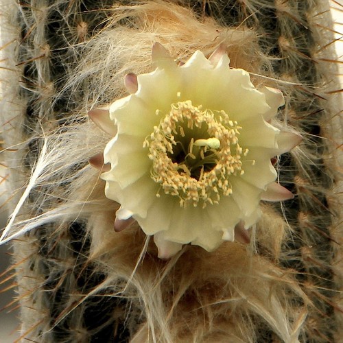 Espostoa melanostele aka old - espostoa,