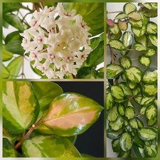 Hoya Australis Lisa Tricolour