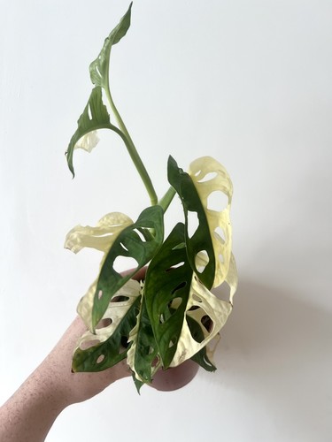 Variegated monstera adansonii - variegated,