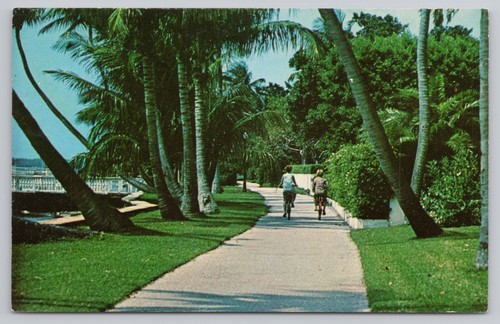 Bicycle path palm - palm, beach