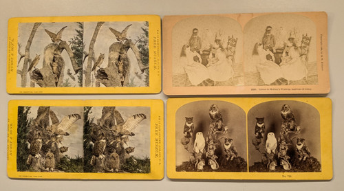 Owl taxidermy stereoview - (4),
