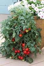 Tomato 'Tumbling Tom Red'