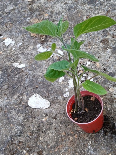 Strong healthy gooseberry - x,