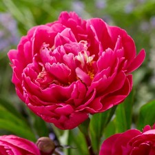 Peony Karl Rosenfield 1 Bare