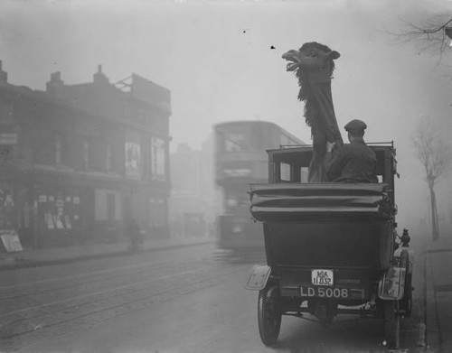 Pantomime camel needs the - pantomime,