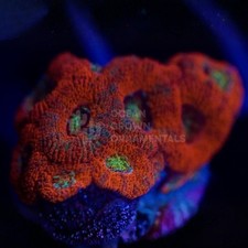 🩸🌈WYSIWYG-Red Rainbow