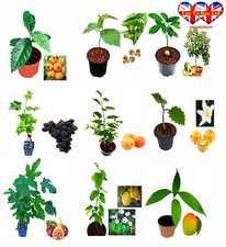 Quince,Grape,Apricot,Fig,Plum