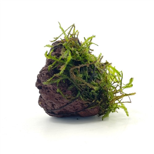 Java moss lava - on, rock