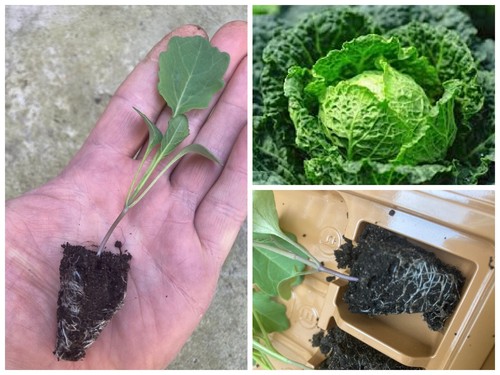 Cabbage vegetable plug - plug, plants