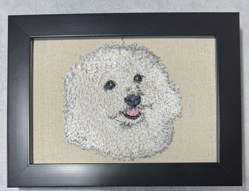 Maltese bichon frise dog - bichon, breed