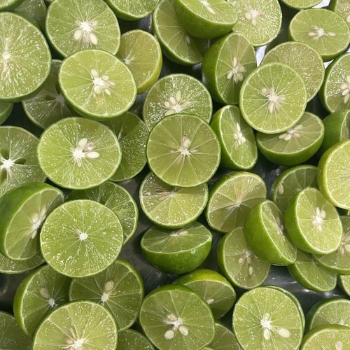Citrus tree key lime - tree,