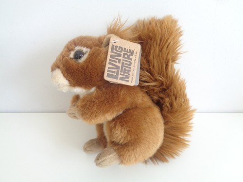 Living nature red squirrel - red,
