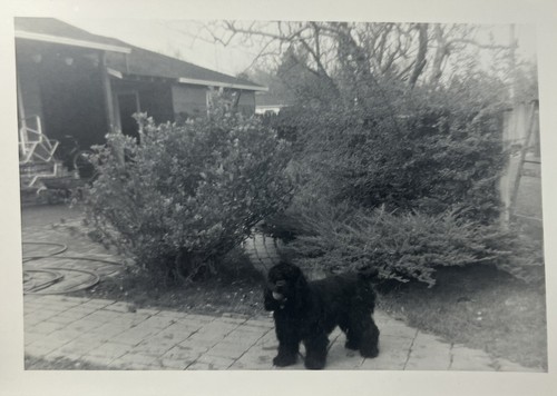 Vintage photo snapshot - vintage,