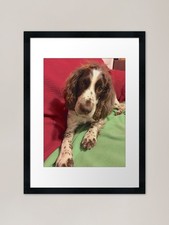 Those Spaniel Eyes! Framed Art