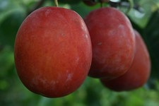 Dwarf Plum 'Victoria' ideal