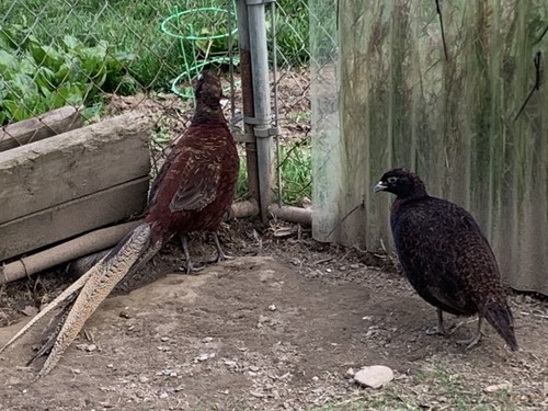 Red golden mutant melanistic - red,
