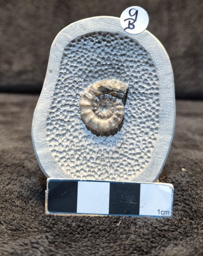 Single ammonite fossil - ammonite,