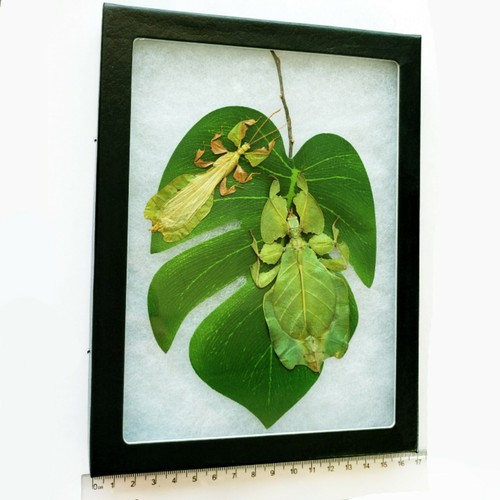Phyllium pulchrifolium male - pulchrifolium, +