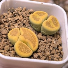 Exact Plant，2pcs Lithops Hallii v.ochracea ‘Green Soapstone’  Monstrous C111A