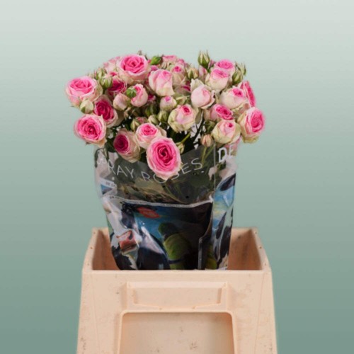 Spray rose mimi - spray,