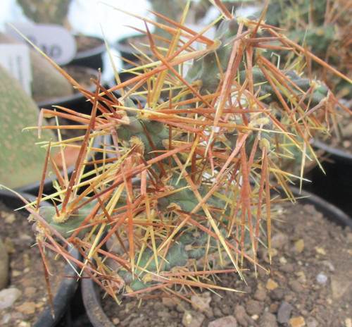 Cylindropuntia verticillata - cylindropuntia,