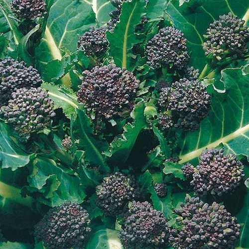 Organic early purple - 6x,