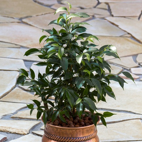 Ficus danielle weeping - 1,